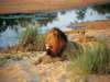 Kings Camp Private Game Reserve - Game Drive 